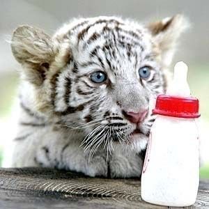 Résultat de recherche d'images pour "tigre blanc bébé mignon"